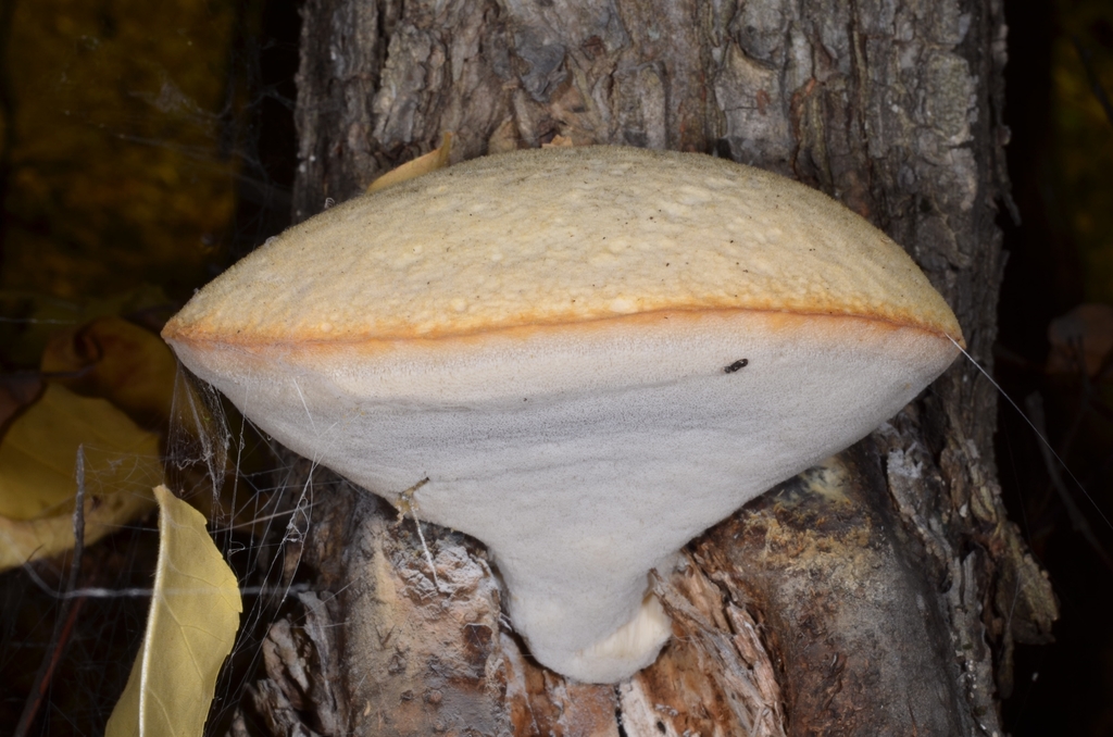 Spongipelle spumeux (Spongipellis spumea)