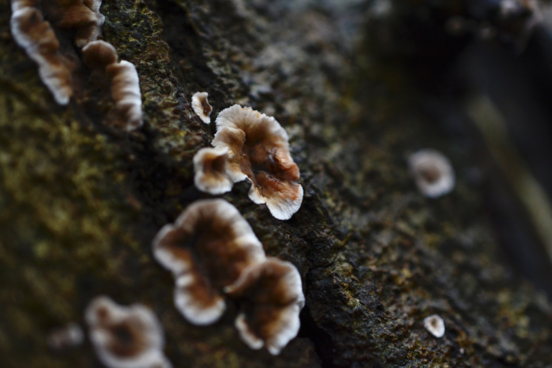 Stérée à barbe hérissée (Stereum gausapatum)