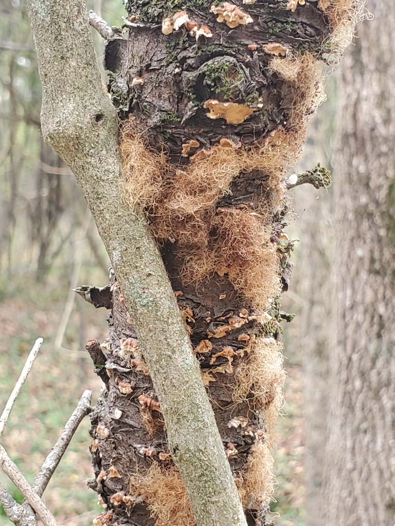 Stérée entassée (Stereum complicatum)