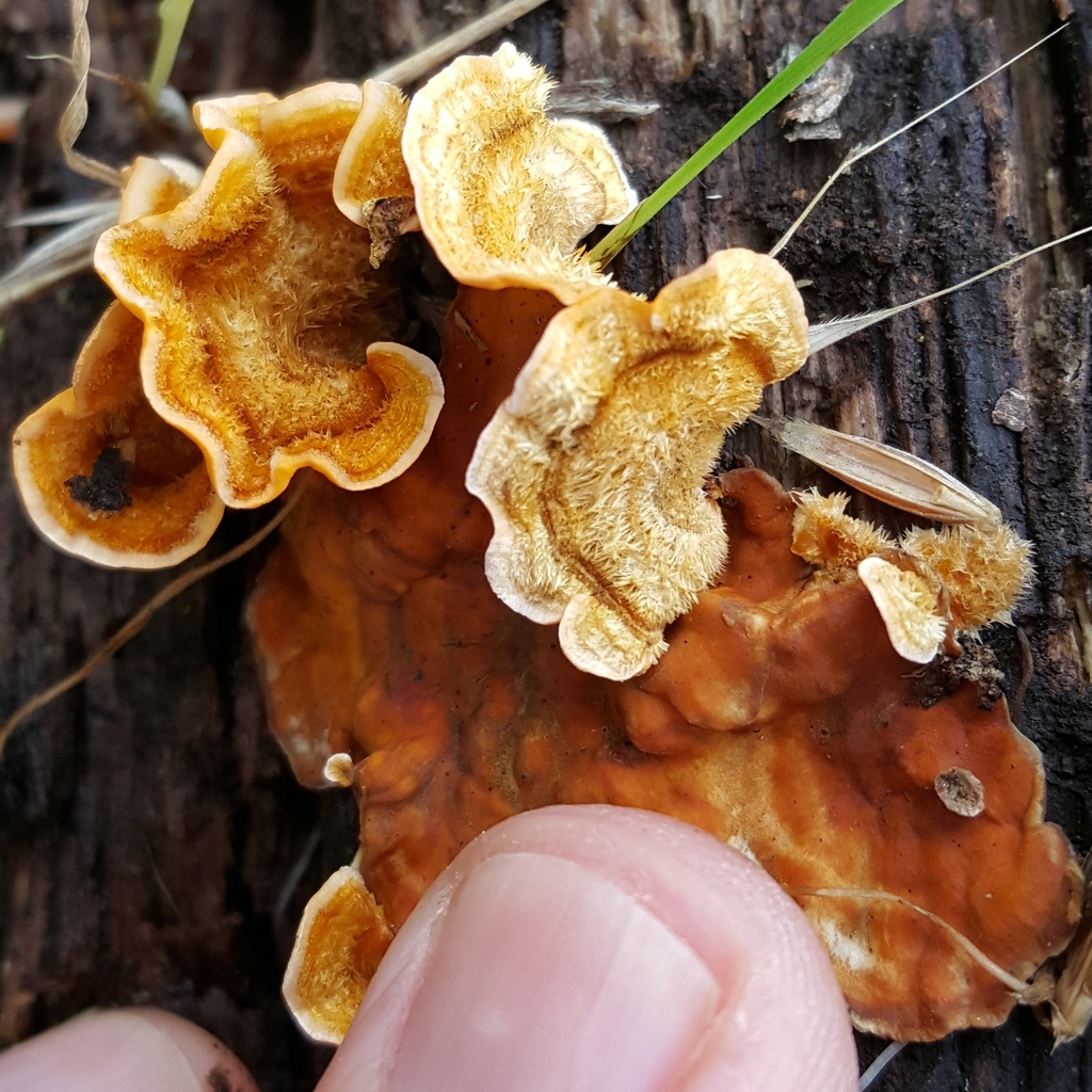 Stérée hirsute (Stereum hirsutum)