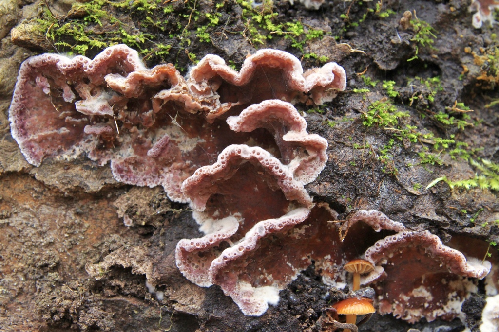 Stérée pourpre (Chondrostereum purpureum)