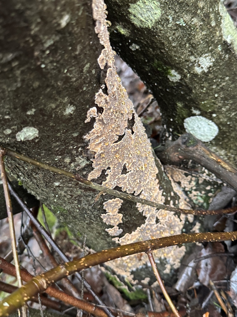 Stérée rugueuse (Stereum rugosum)
