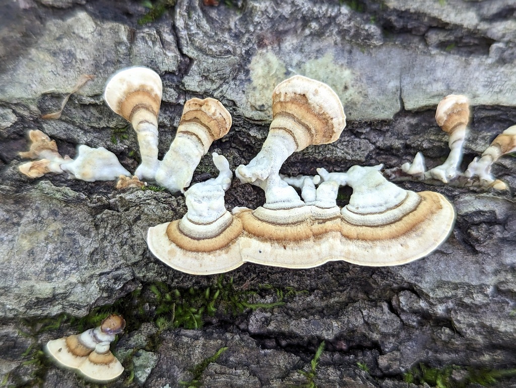 Stérée subtomenteux (Stereum subtomentosum)