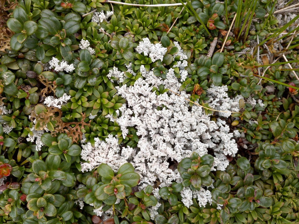 Stéréocaule tomenteux (Stereocaulon tomentosum)
