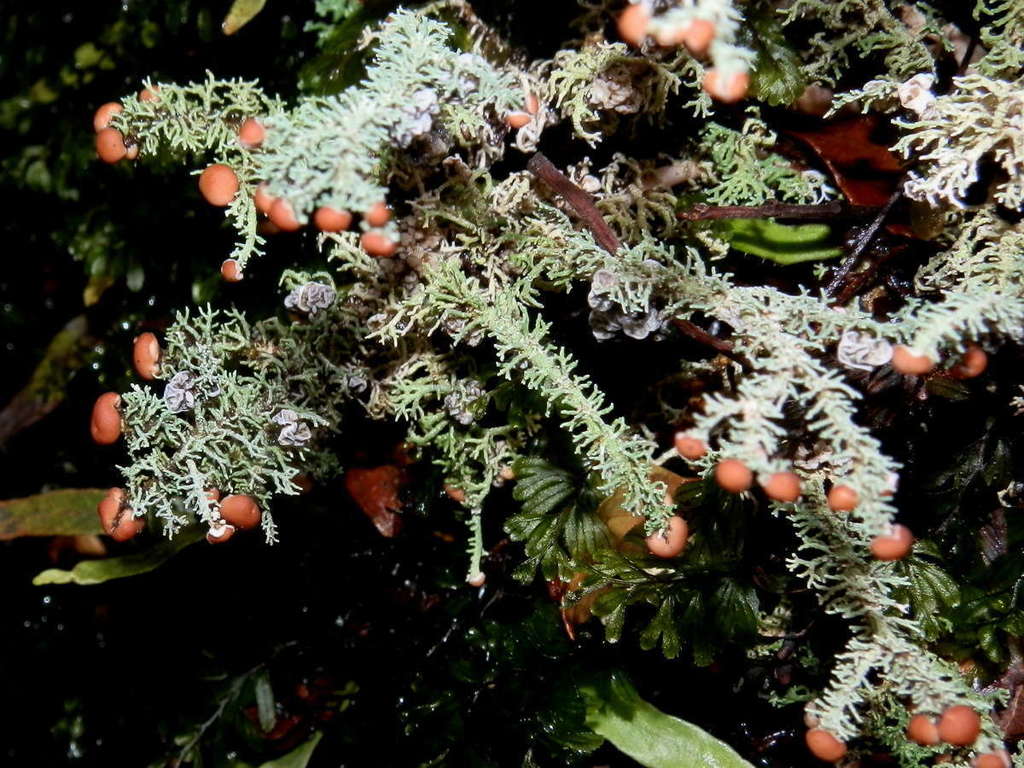 Stereocaulon ramulosum (Stereocaulon ramulosum)