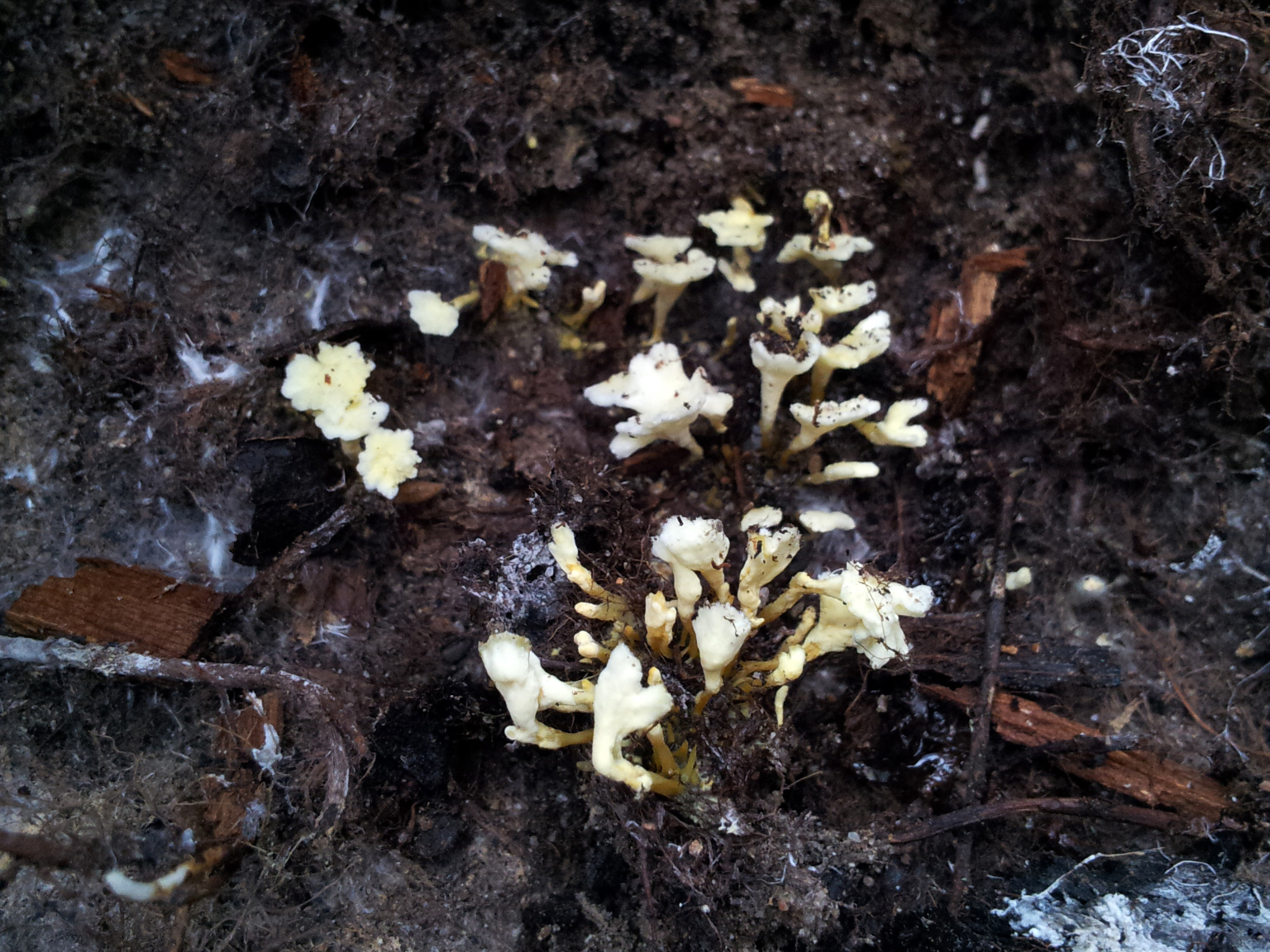 Stéréopsis jaune (Stereopsis vitellina)