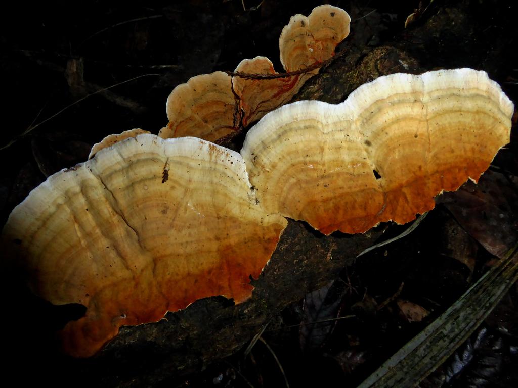 Stereum ostrea (Stereum ostrea)