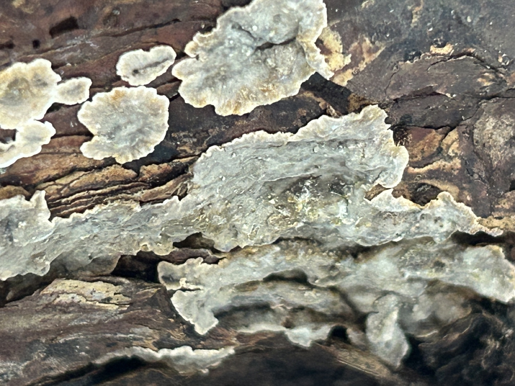 Stereum sanguinolentum (Stereum sanguinolentum)