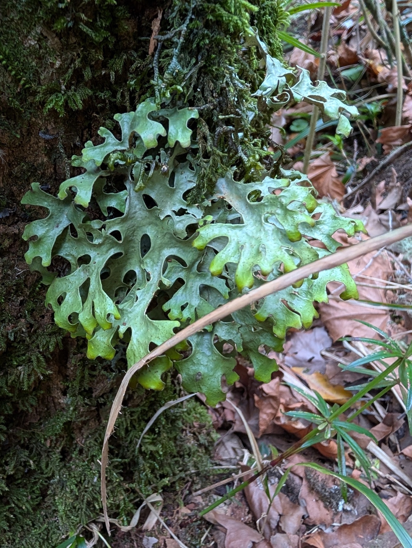 Sticta canariensis (Sticta canariensis)