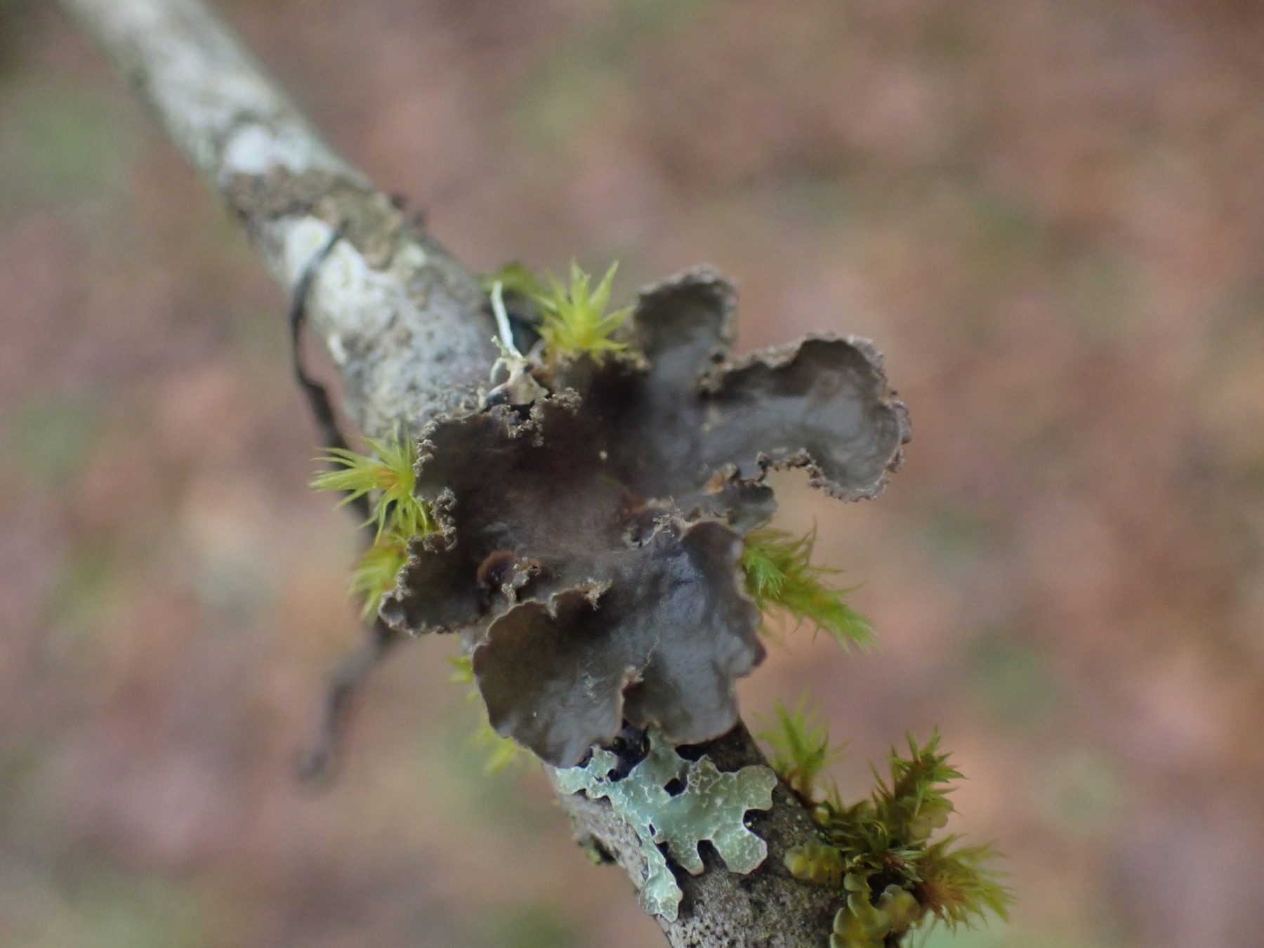 Sticta limbata (Sticta limbata)
