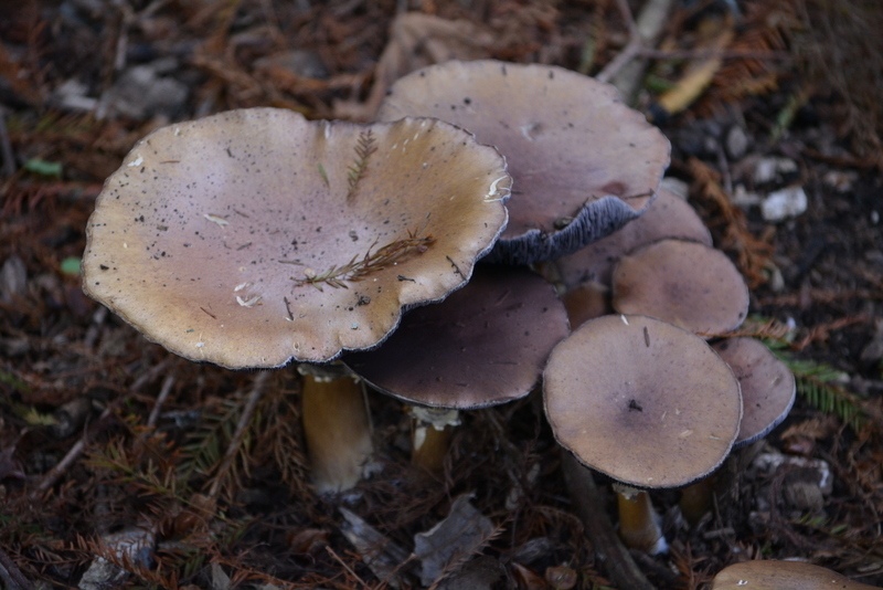 Strophaire à anneau rugueux (Stropharia rugosoannulata)