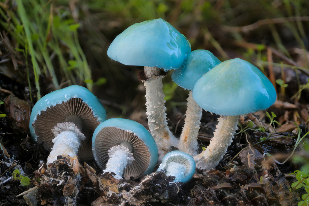 Strophaire bleutée (Stropharia caerulea)