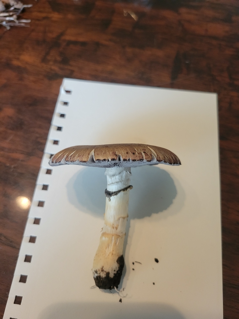 Strophaire coronille (Stropharia coronilla)