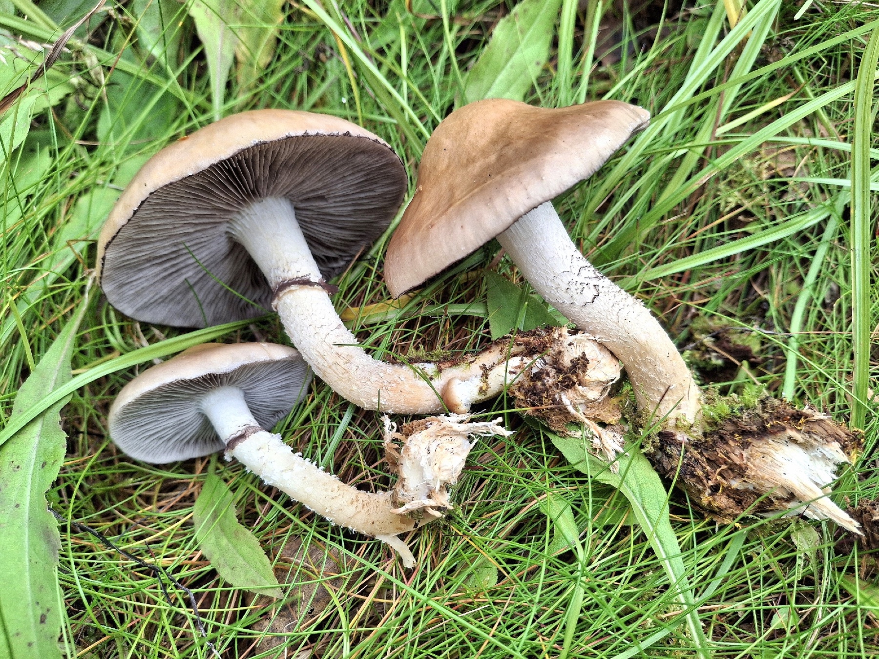 Strophaire d'Hornemann (Stropharia hornemannii)