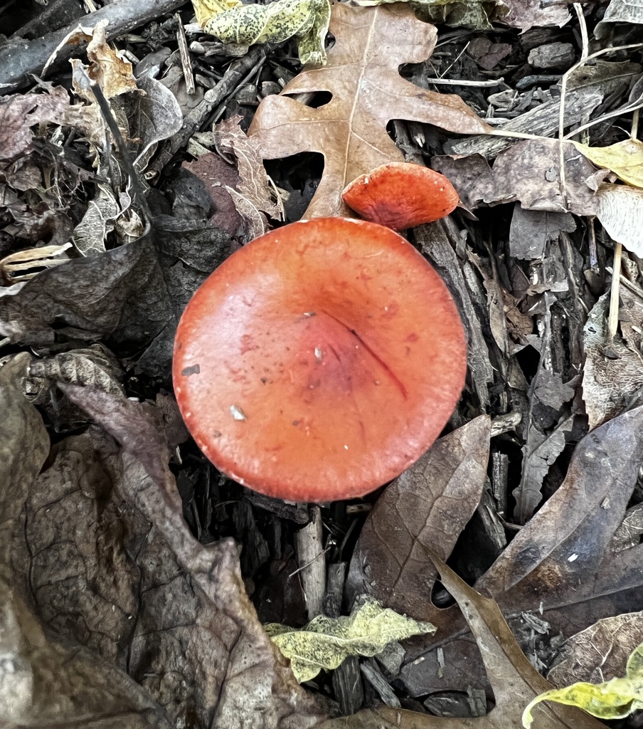 Strophaire orangée (Leratiomyces ceres)