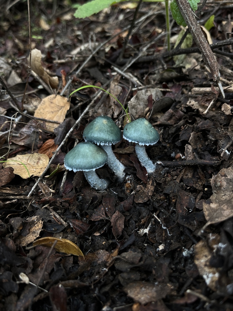 Strophaire vert-de-gris (Stropharia aeruginosa)