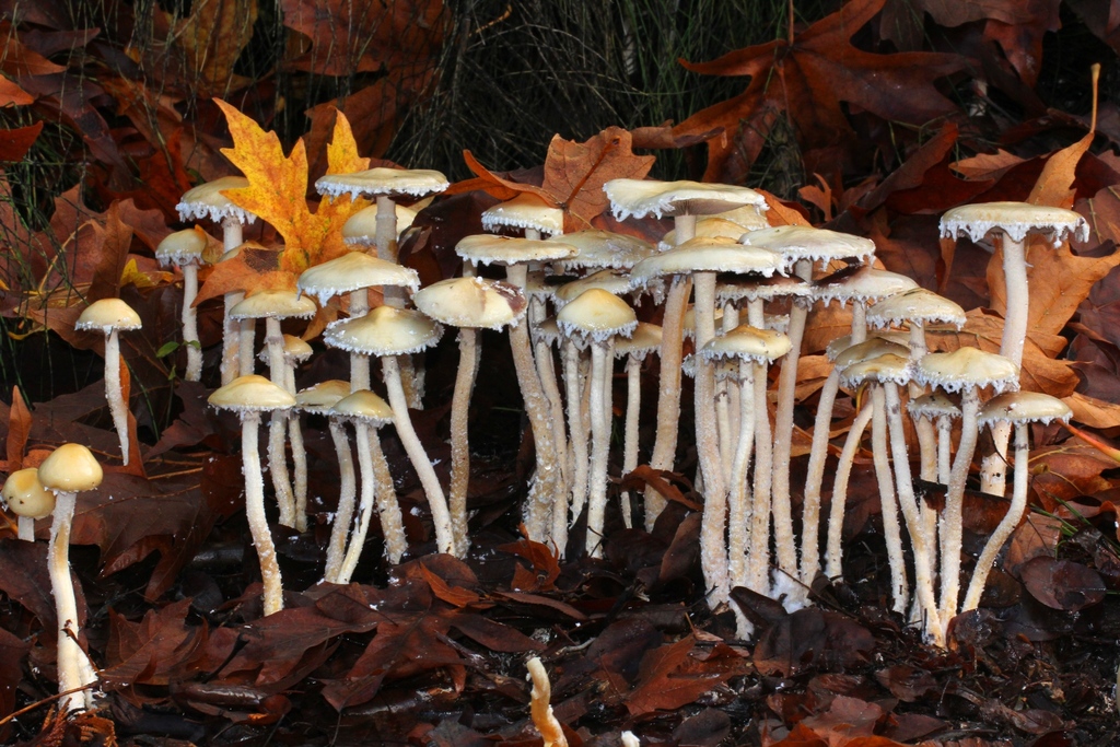 Stropharia ambigua (Stropharia ambigua)
