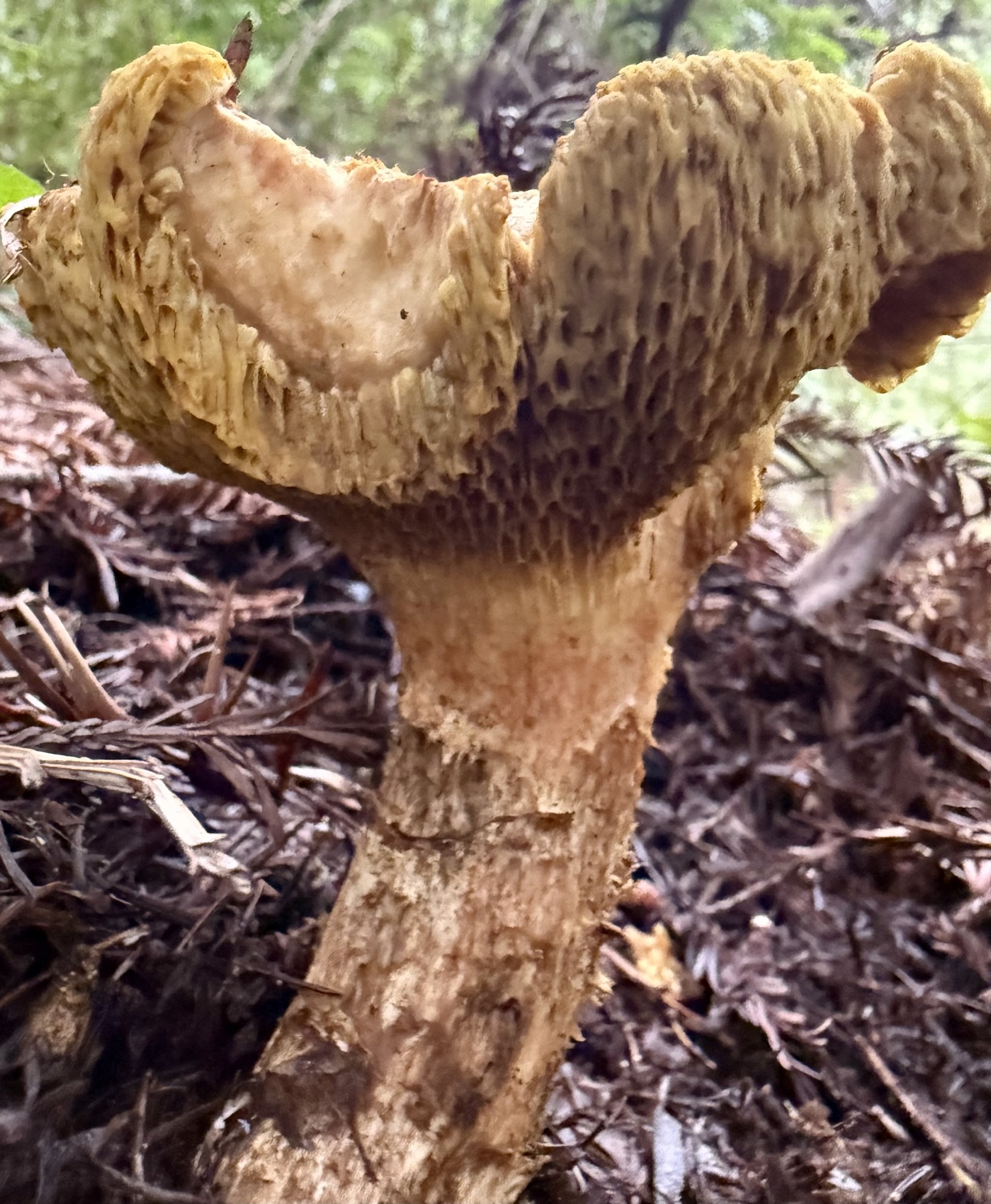 Suillus caerulescens (Suillus caerulescens)