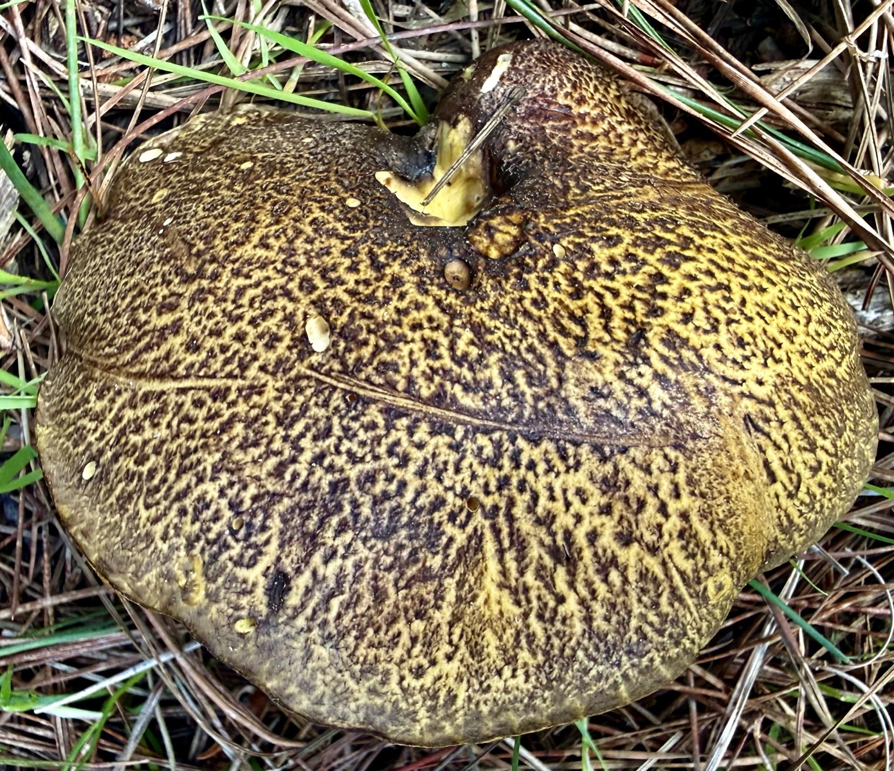 Suillus fuscotomentosus (Suillus fuscotomentosus)