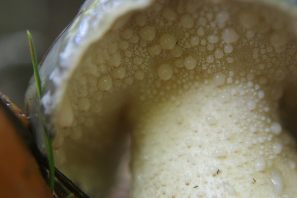 Suillus pungens (Suillus pungens)