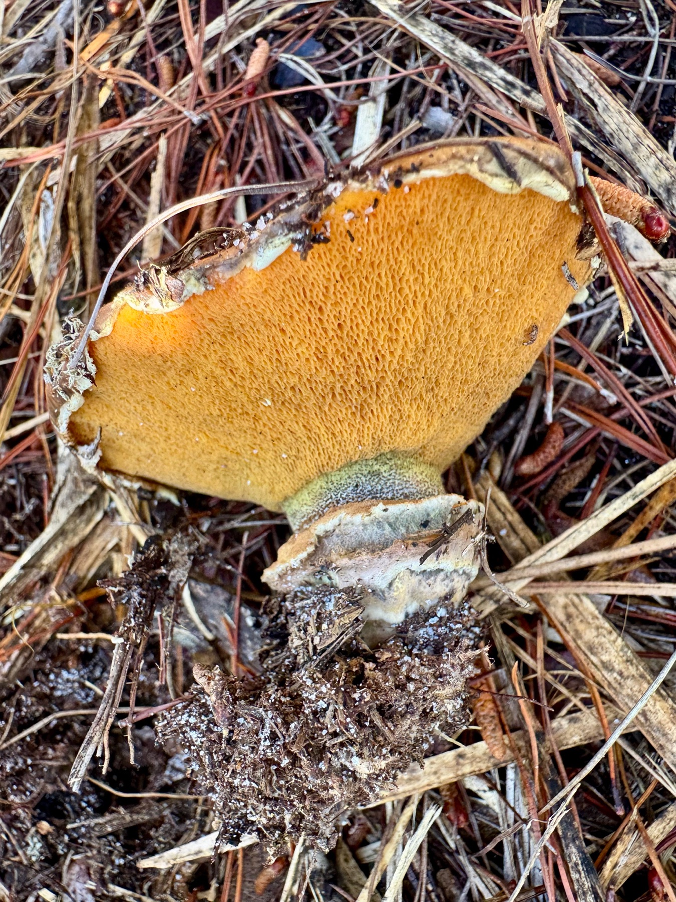 Suillus salmonicolor (Suillus salmonicolor)