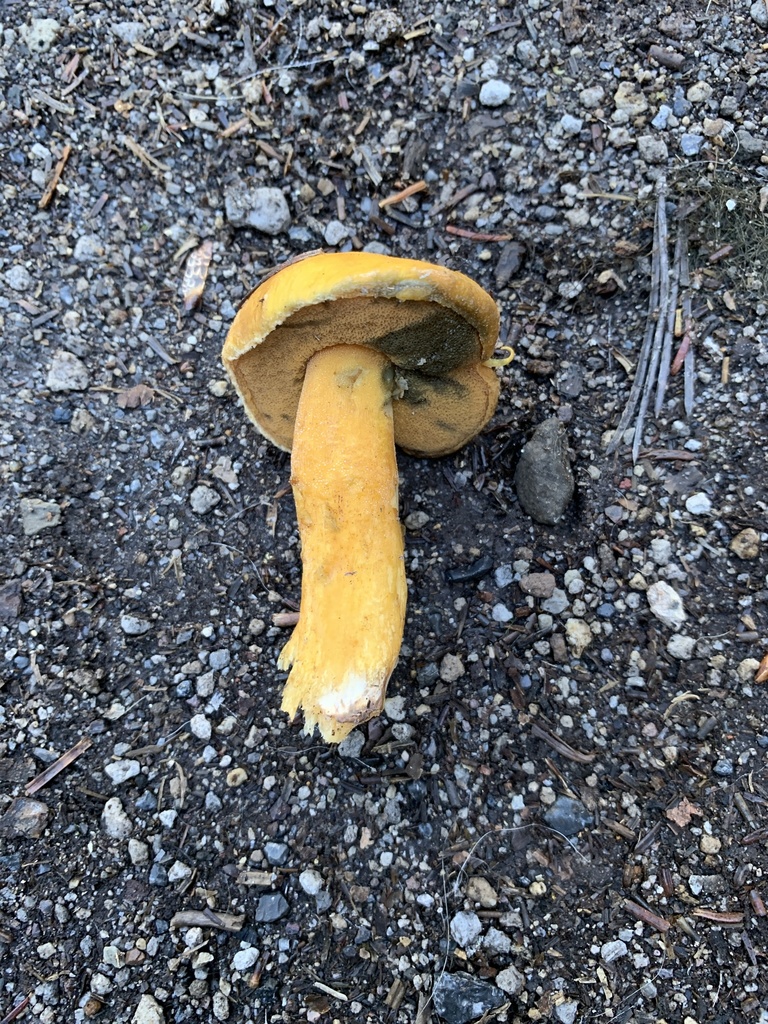 Suillus tomentosus (Suillus tomentosus)