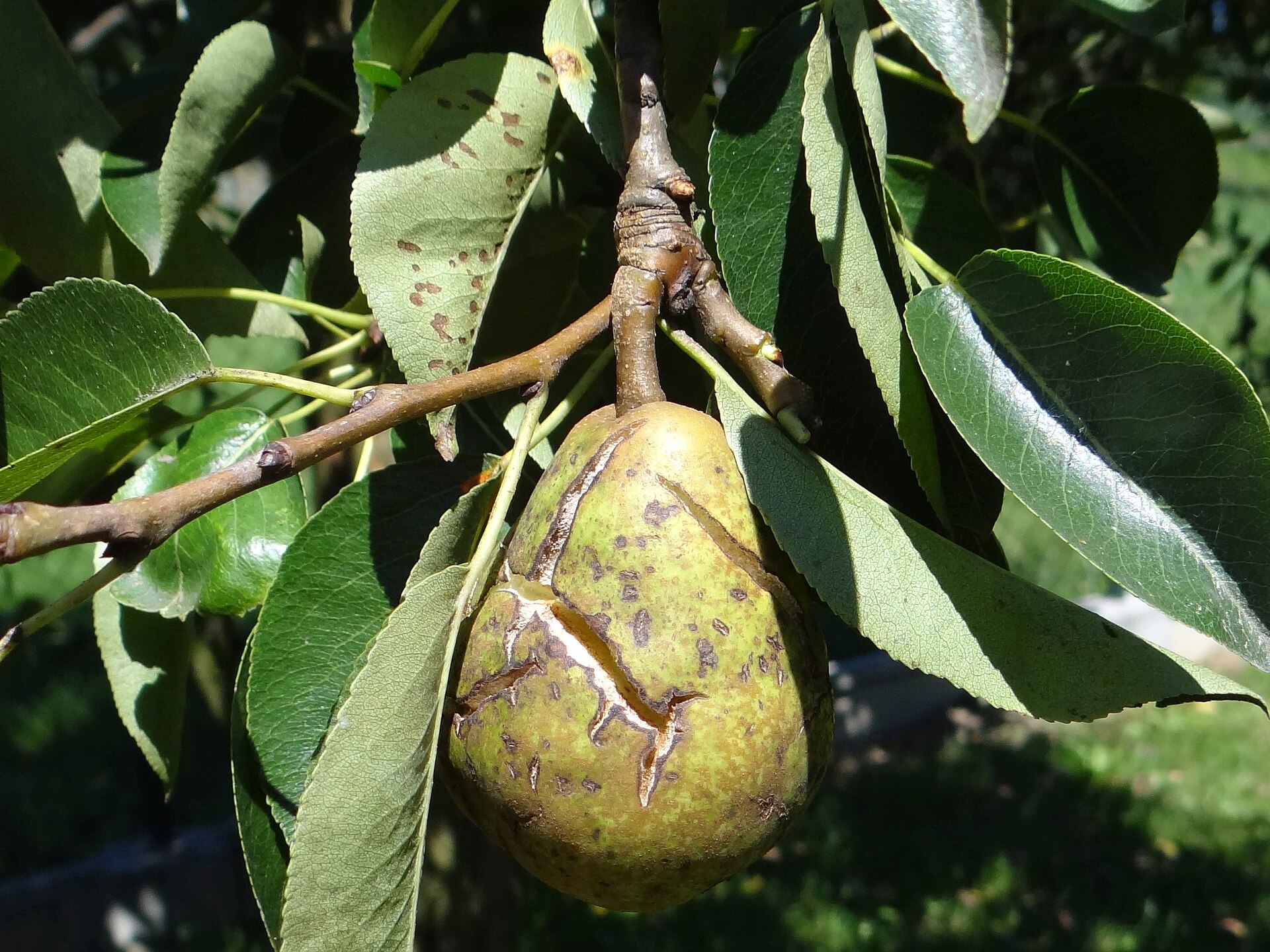 Tavelure du poirier (Venturia pyrina)