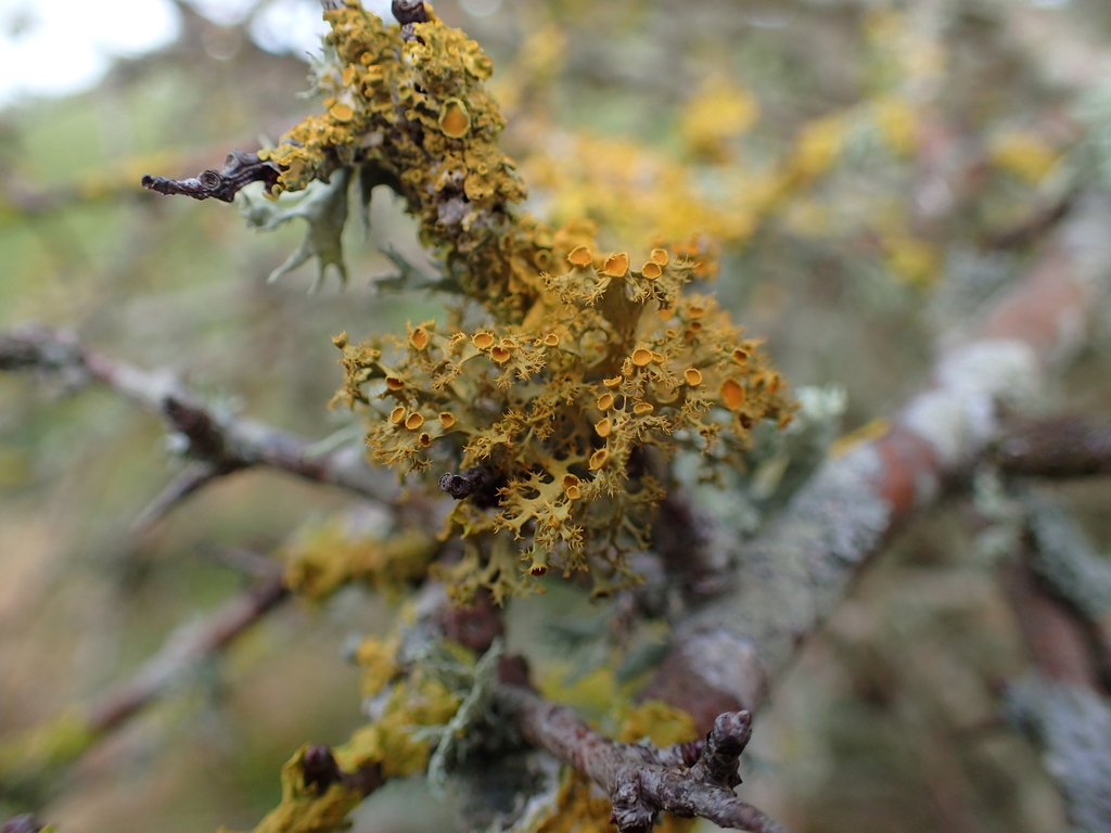 Teloschistes chrysophthalmus (Teloschistes chrysophthalmus)