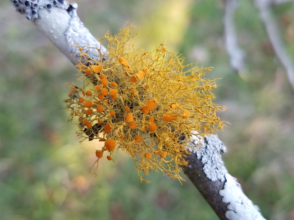 Teloschistes exilis (Teloschistes exilis)