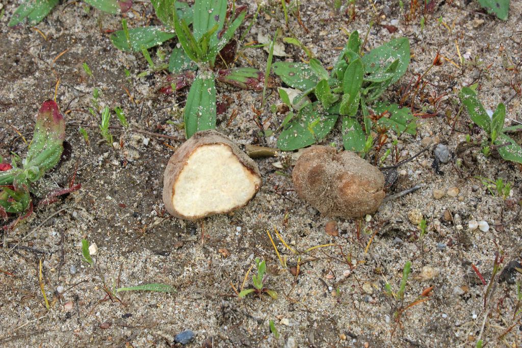 Terfez des sables (Terfezia arenaria)