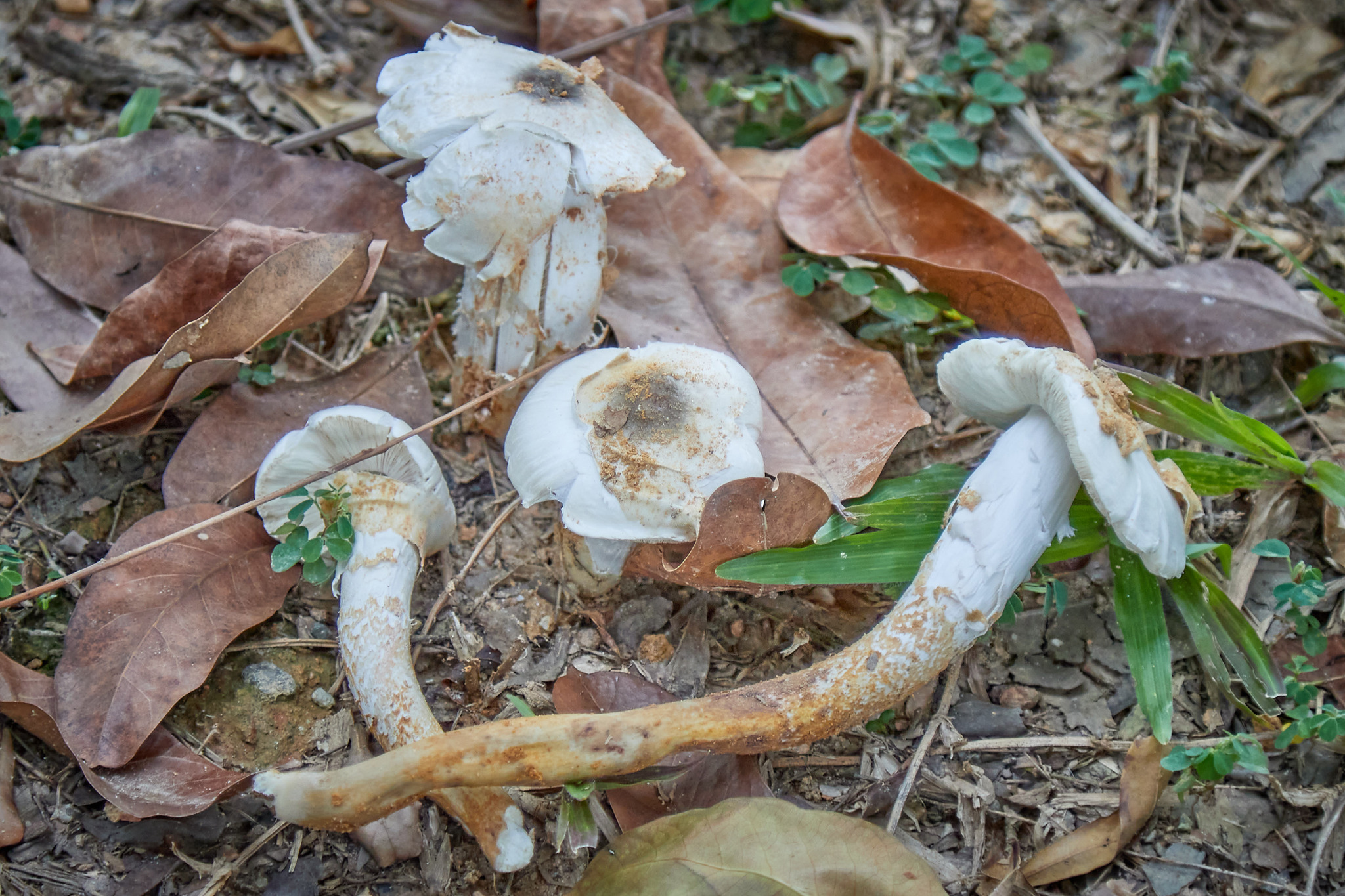 Termitomyces de Heim (Termitomyces heimii)