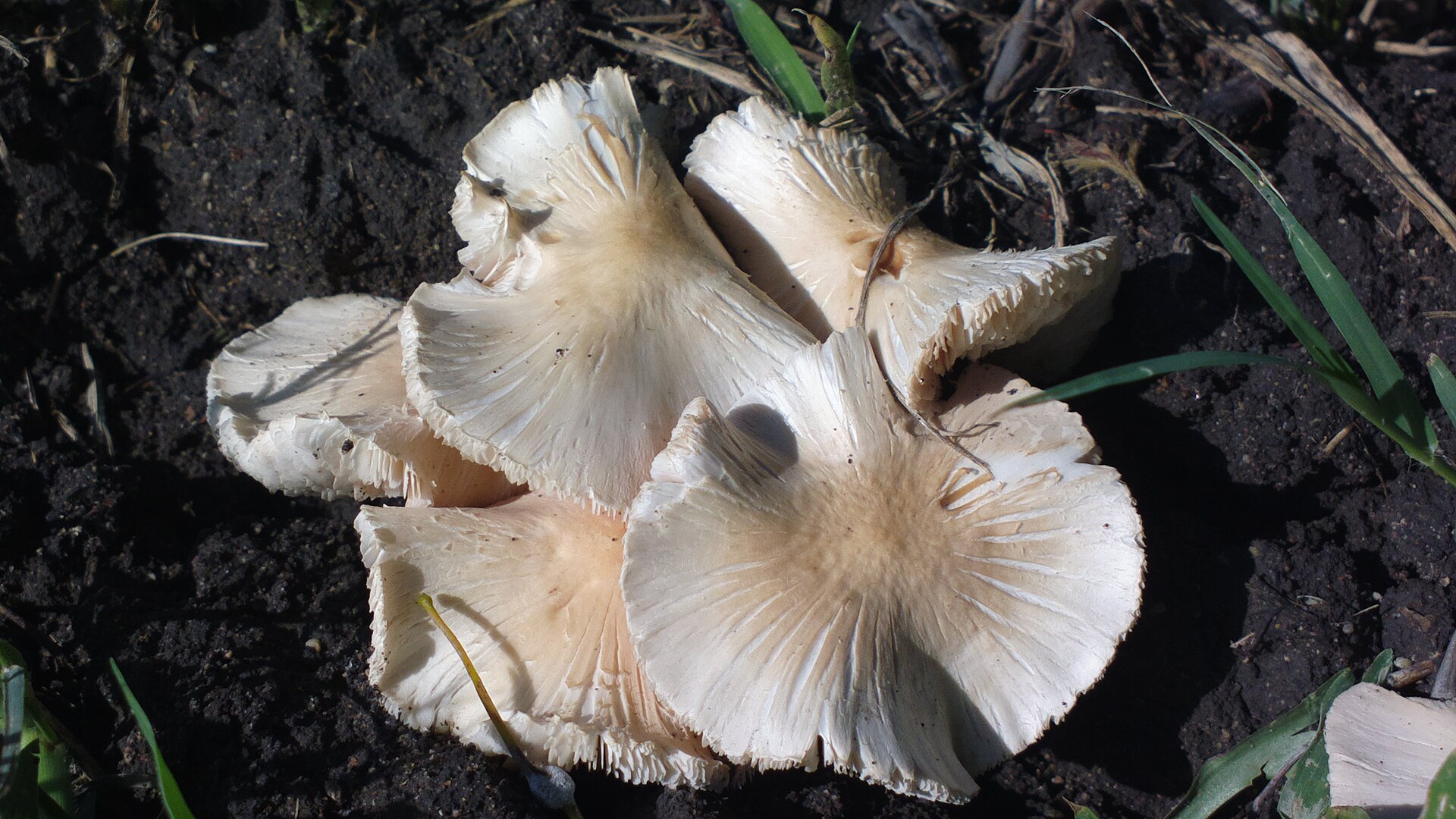 Termitomyces en bouclier (Termitomyces clypeatus)