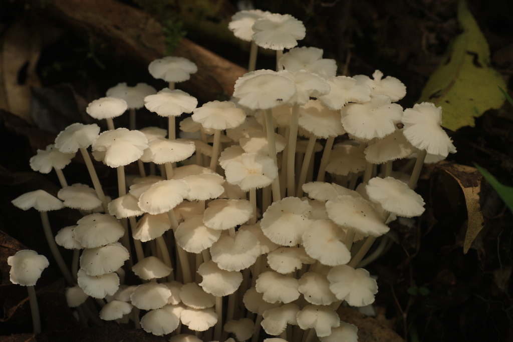 Termitomyces microcarpus (Termitomyces microcarpus)