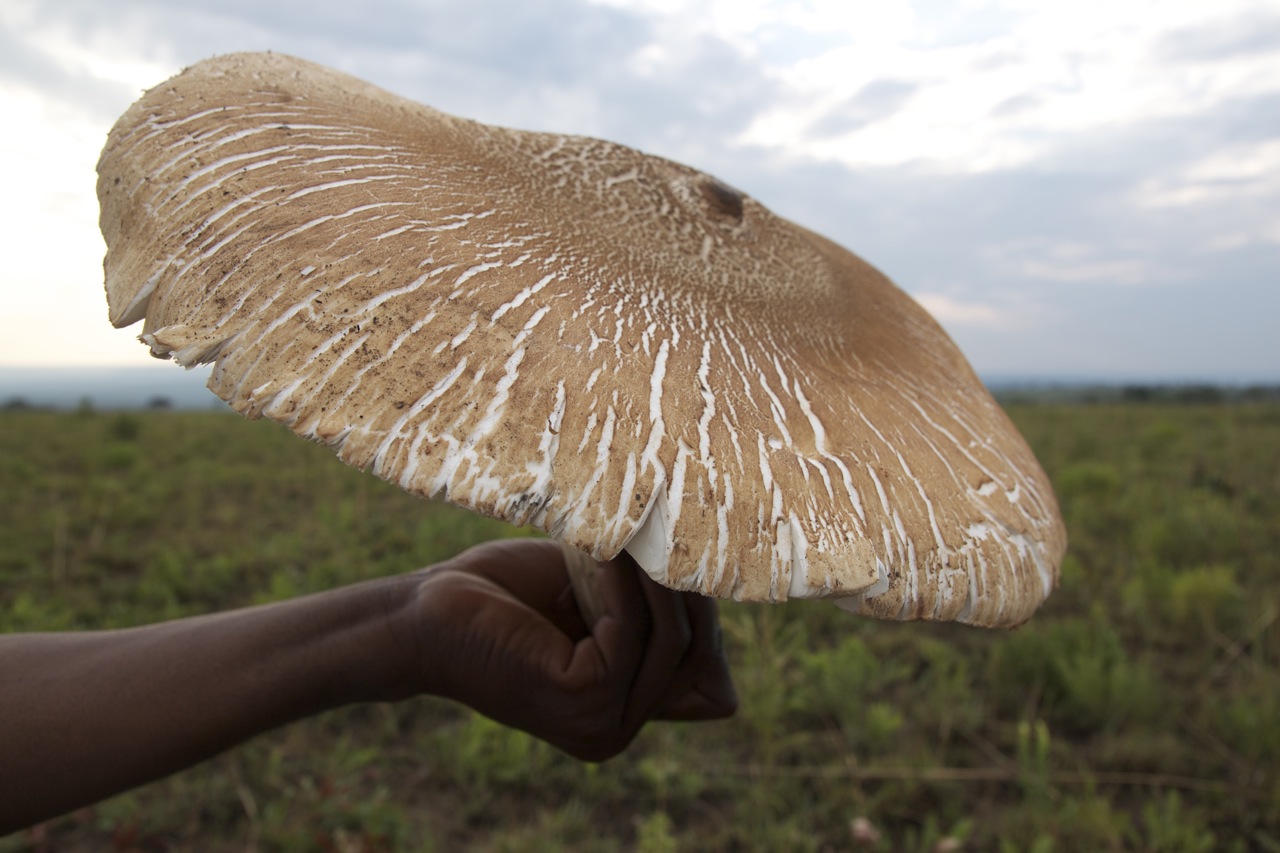 Termitomyces titan (Termitomyces titanicus)
