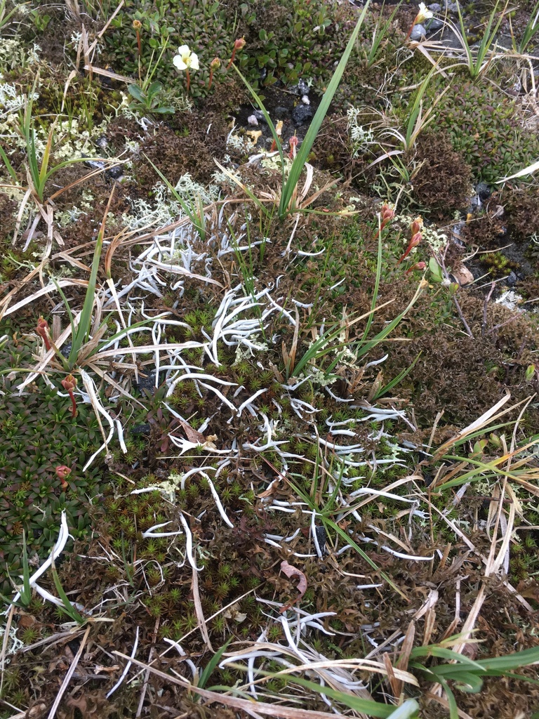 Thamnolia vermicularis (Thamnolia vermicularis)
