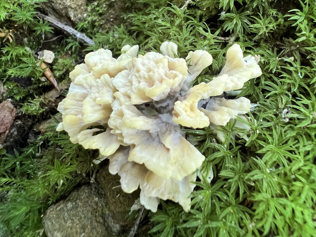 Thelephora vialis (Thelephora vialis)
