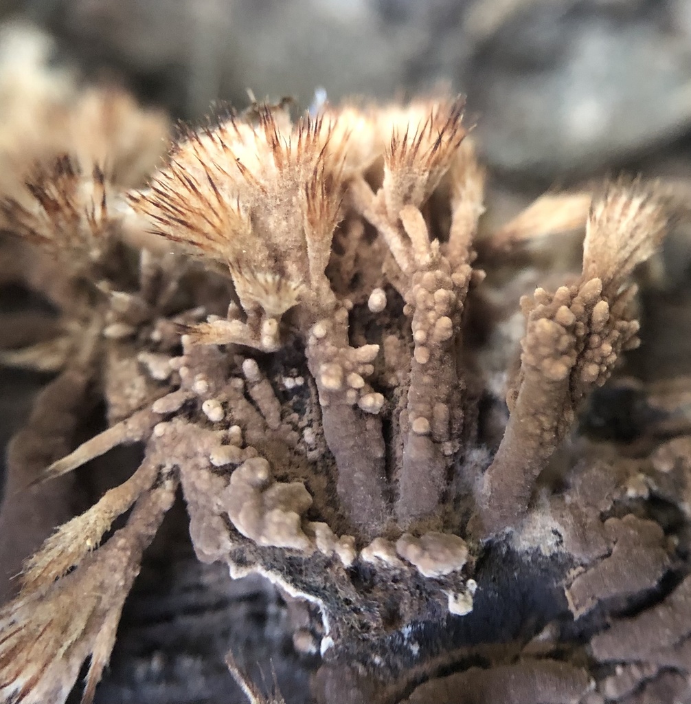 Théléphore en pinceau (Thelephora penicillata)