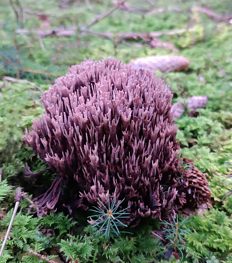Théléphore palmée (Thelephora palmata)