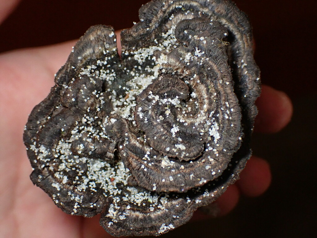 Théléphore terrestre (Thelephora terrestris)
