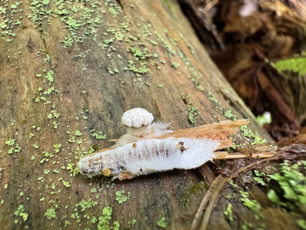 Tolypocladium de la ciclosporine (Tolypocladium inflatum)