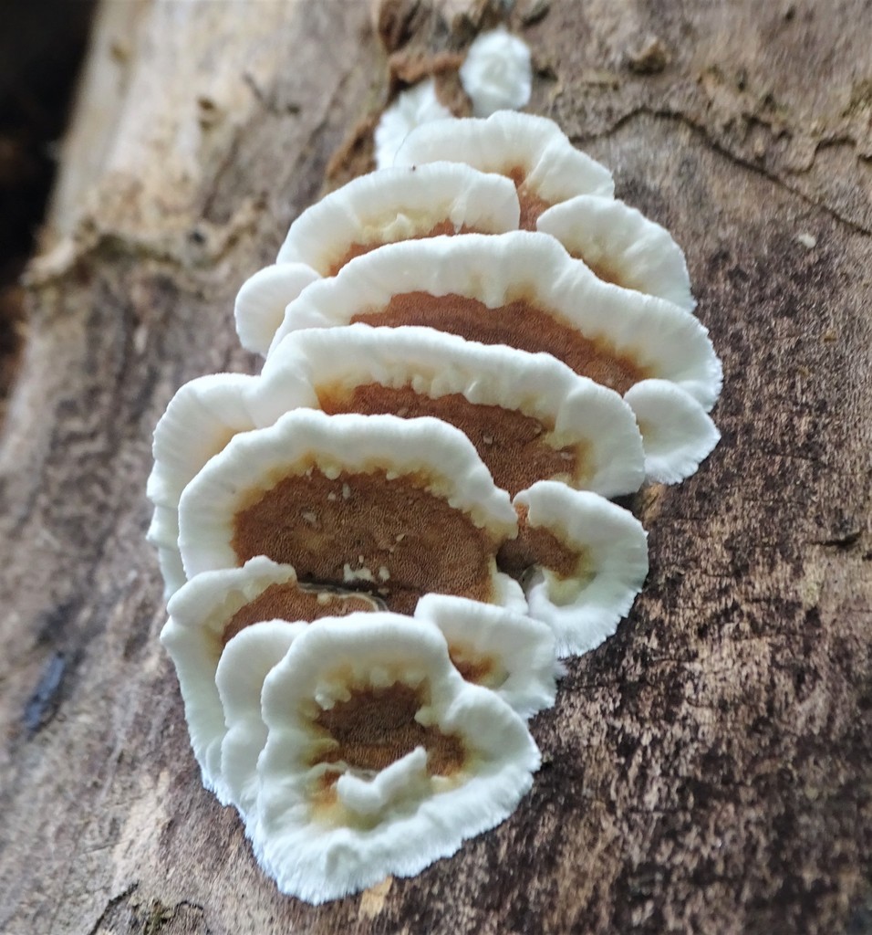 Tramète bicolore (Gloeoporus dichrous)