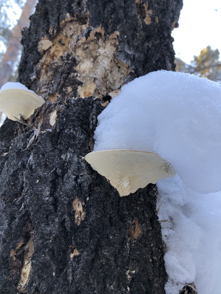 Tramète bossée (Trametes gibbosa)