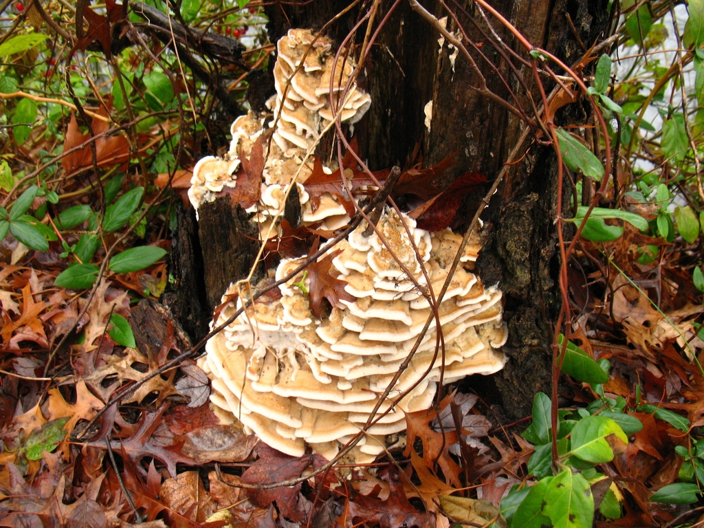 Tramète couleur de cerf (Trametopsis cervina)