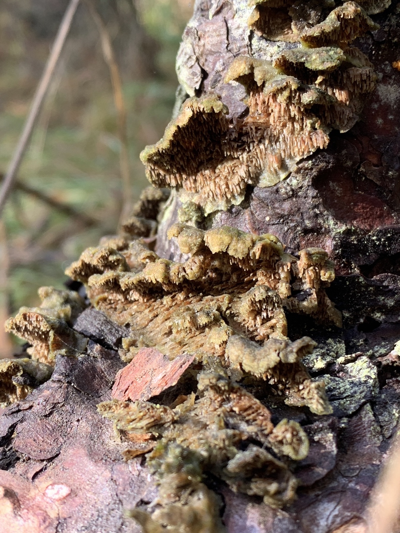 Tramète déchirée (Trichaptum fuscoviolaceum)
