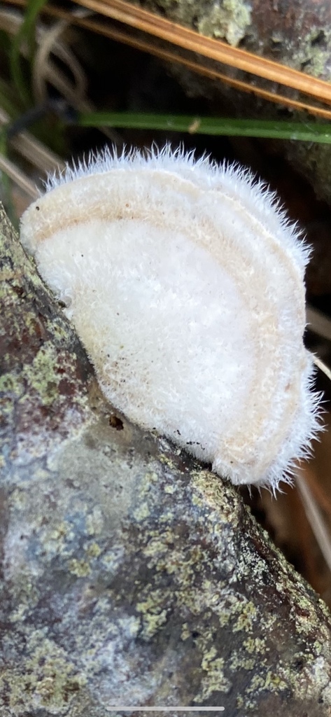 Tramète hirsute (Trametes hirsuta)