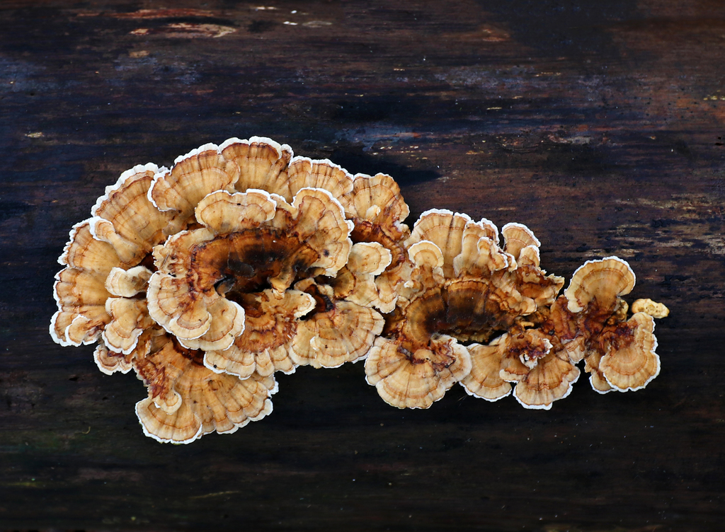 Tramète ocre (Trametes ochracea)
