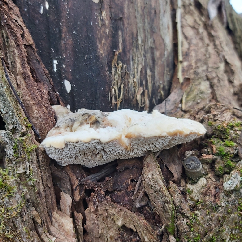 Tramète parfumée (Trametes suaveolens)