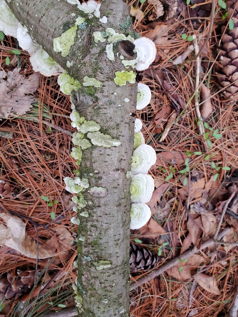 Tramète pubescente (Trametes pubescens)