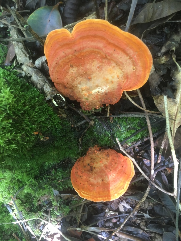 Trametes coccinea (Trametes coccinea)