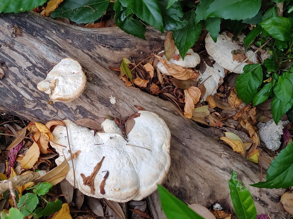 Trametes lactinea (Trametes lactinea)